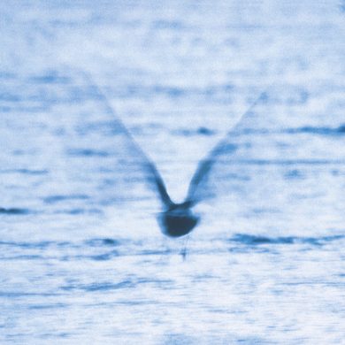 RYO FUKUI - MELLOW DREAM