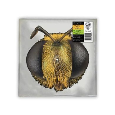 KING GIZZARD AND LIZARD WIZARD - BIG FIG WASP